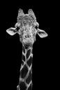 Long Neck Giraffe in Black and White Royalty Free Stock Photo