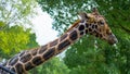 Long neck giraffe eating grass Royalty Free Stock Photo