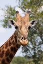 Giraffe Portrait in Kruger Park South Africa Royalty Free Stock Photo