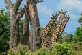 Long Neck Giraffe in the Mikumi National Park, Tanzania Royalty Free Stock Photo
