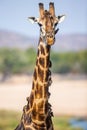 The long neck of the giraffe packed with Red-billed oxpeckers Royalty Free Stock Photo