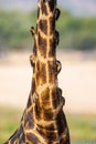 The long neck of the giraffe packed with Red-billed oxpeckers Royalty Free Stock Photo