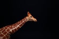 Long neck of giraffe toy isolated on black Royalty Free Stock Photo