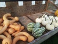 A variety of pumpkins for sale.
