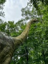 Very large and tall brontosaurus dinosaur statue