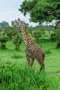 Wild African Giraffe walking in the Mikumi National Park, Tanzania Royalty Free Stock Photo