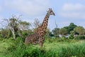 Wild African Giraffes in the Mikumi National Park, Tanzania Royalty Free Stock Photo