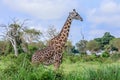 Wild African Giraffes in the Mikumi National Park, Tanzania Royalty Free Stock Photo