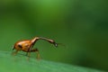 Long-necked beetle/weevil macro Royalty Free Stock Photo