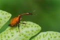 Long-necked beetle/weevil macro Royalty Free Stock Photo