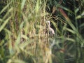 Long necked bird, Lrida, Spain, Europe