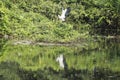 The long-necked crane of the Asian open-billed bird spreads its wings Royalty Free Stock Photo