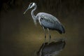 long-necked dark gray crane bird stand on thin paws in water