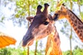 Long-necked giraffe, beautiful spotted, amazing beast. Royalty Free Stock Photo