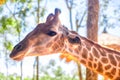 Long-necked giraffe, beautiful spotted, amazing beast. Royalty Free Stock Photo