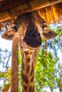 Long-necked giraffe, beautiful spotted, amazing beast. Royalty Free Stock Photo