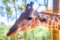 Long-necked giraffe, beautiful spotted, amazing beast. Royalty Free Stock Photo