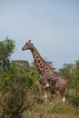 The long necked giraffe