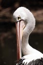 Long Necked Pelican sitting on log