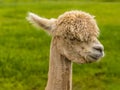 A long-necked, recently sheared, apricot coloured Alpaca in Charnwood Forest, UK on a spring day