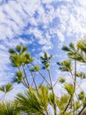 Long needle evergreen tree against sky and clouds Royalty Free Stock Photo