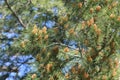 Long needled pine with seed pods Royalty Free Stock Photo