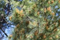 Long needled pine with seed pods Royalty Free Stock Photo