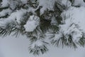 Long needles of pine covered with snow in January Royalty Free Stock Photo