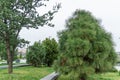 Long needles of pine jeffreyi joppi and branches of evergreen plants.