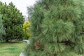 Long needles of pine jeffreyi joppi and branches of evergreen plants.