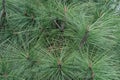 Long needles of pine jeffreyi joppi and branches of evergreen plants.