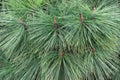 Long needles of pine jeffreyi joppi and branches of evergreen plants.