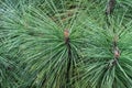 Long needles of pine jeffreyi joppi and branches of evergreen plants.