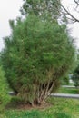 Long needles of pine jeffreyi joppi and branches of evergreen plants.