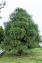 Long needles of pine jeffreyi joppi and branches of evergreen plants.