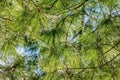 Long needles pine tree conifer on sunny blue sky background Royalty Free Stock Photo