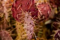 Long Needles on Purple-Tinged Prickly Pear Cactus Royalty Free Stock Photo