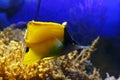 Long nose butterfly Forcipiger flavissimus, also known as the Yellow long nose butterfly in habitat Royalty Free Stock Photo