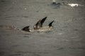 Long nose fur seals cooling off Royalty Free Stock Photo