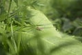 Long-nosed grasshopper on a green leaf on a summer glade, macro background Royalty Free Stock Photo