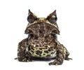 Long-nosed horned frog facing at the camera, Megophrys nasuta Royalty Free Stock Photo