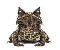 Long-nosed horned frog facing at the camera, Megophrys nasuta