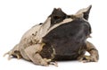 Long-nosed Horned Frog, Megophrys nasuta Royalty Free Stock Photo