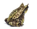 Long-nosed horned frog, Megophrys nasuta, isolated Royalty Free Stock Photo