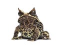 Long-nosed horned frog, Megophrys nasuta, isolated Royalty Free Stock Photo