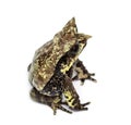 Long-nosed horned frog, Megophrys nasuta, isolated Royalty Free Stock Photo