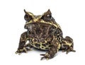 Long-nosed horned frog, Megophrys nasuta, isolated Royalty Free Stock Photo