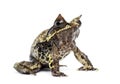 Long-nosed horned frog, Megophrys nasuta, isolated Royalty Free Stock Photo