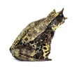 Long-nosed horned frog, Megophrys nasuta, isolated Royalty Free Stock Photo