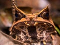 Long-nosed horned frog Megophrys nasuta Royalty Free Stock Photo